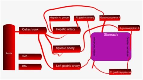 Blood Supply Stomach Schematic - Stomach Blood Supply Diagram, HD Png ...