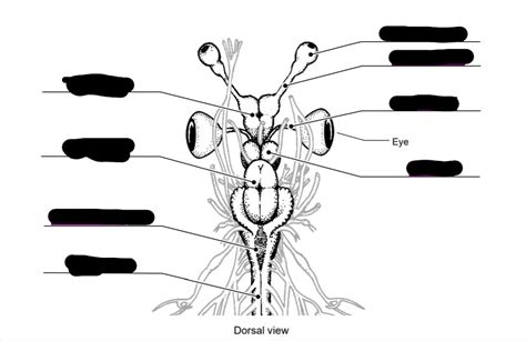 Lab 9 Practical Prep - Shark Brain Diagram | Quizlet