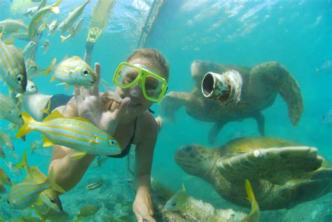 Animal Encounter Snorkeling | Curacao Activities