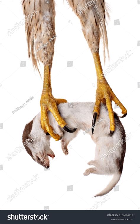 47,391 Bird talons 이미지, 스톡 사진 및 벡터 | Shutterstock