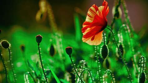 Poppy Flower Wallpapers (76+ images inside)