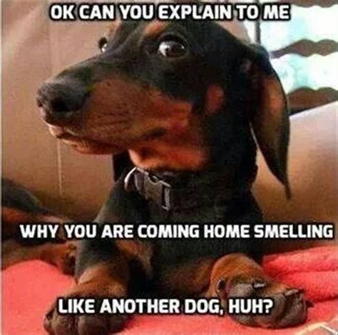 and you better not lie 😂 | Funny dachshund, Funny dogs, Funny animal ...