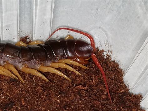 Scolopendra-subspinipes-for-sale