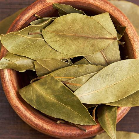 Bay Leaf Magical Properties | aromaG's Botanica