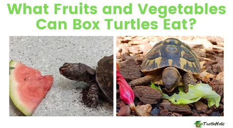 What Fruits and Vegetables Can Box Turtles Eat? - TurtleHolic