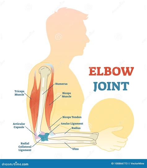 Elbow Joint Vector Illustrated Diagram, Medical Scheme. | CartoonDealer ...