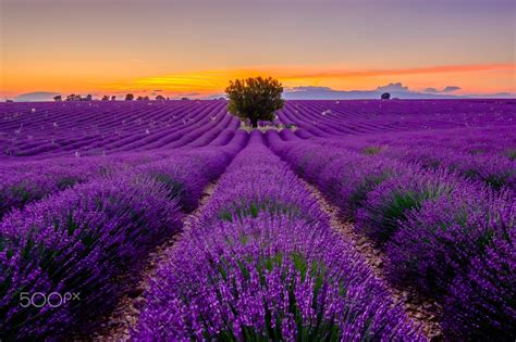 Lavender field at sunrise in Provence, France by Anton Gvozdikov on ...