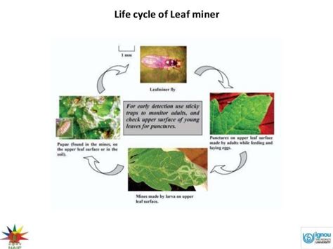 Leaf miner