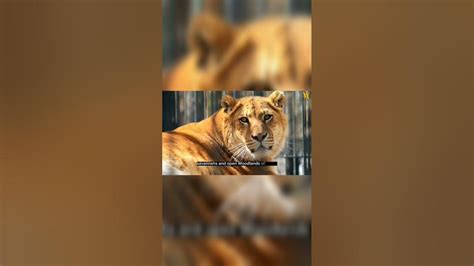 Liger Habitat and Adaptations. #shorts #liger #wildlife #animals - YouTube