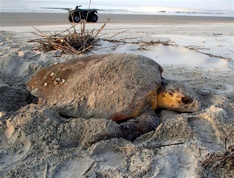 Sea turtles nest on Cumberland Island as environmentalists fight its ...