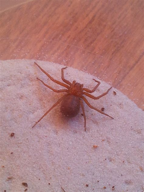 Namibia...... Sicarius hahni | Tarantula Forum