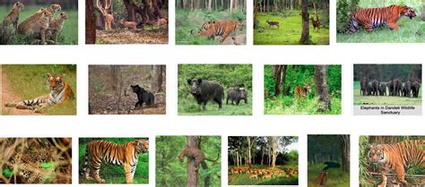 Wildlife in Karnataka - Bindu Gopal Rao, Freelance Writer & Photographer