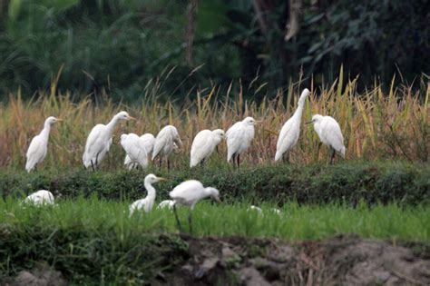 Desa Wisata Ketingan Yogyakarta Habitat Burung Kuntul Putih