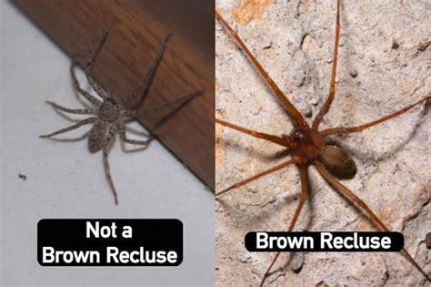 southern house spider vs brown recluse - Dahlia Hanes