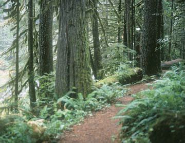 The Old Salmon River Trail | Oregon.com