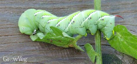 Organic Tomato Hornworm Control