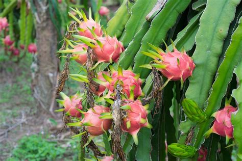 14+ Dragon Fruit Plant - KuinnLaeanna