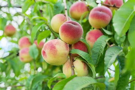 How to Identify and Treat Peach Tree Diseases - Minneopa Orchards