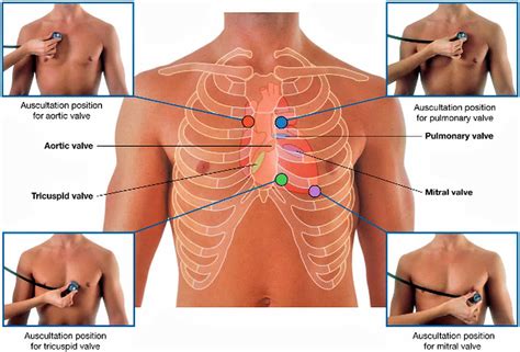 Auscultation - how to do chest, lung and heart auscultation