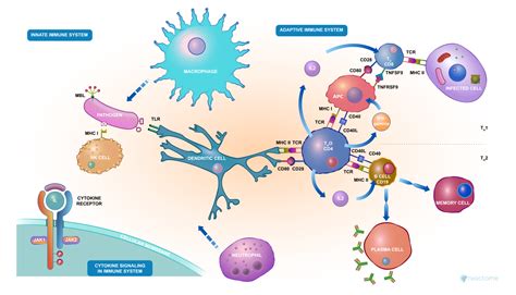 Covid 19: How does your immune system work? - Emeka Osuji's Blog