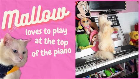 Cat loves to play at the top of the piano @jcourtney08 - YouTube