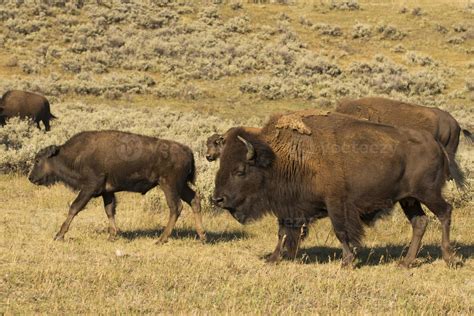 Buffalo Bison in Yellowstone 20438642 Stock Photo at Vecteezy