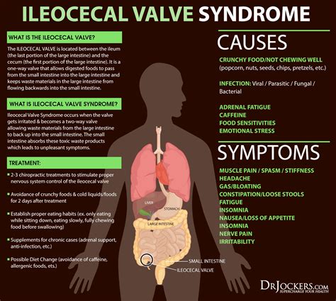 The Benefits of Ileocecal Valve Massage - DrJockers.com Massage For Men ...