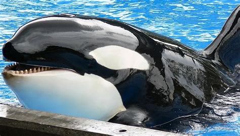 Orca Eye Conservation | imagefriend.com - Your Friend For Images!