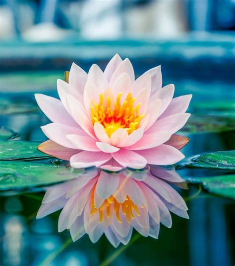 Beautiful pink lotus, water plant with reflection in a pond | Premium Photo