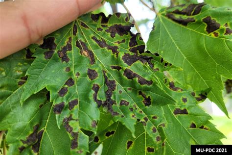 Anthracnose Disease of Deciduous Shade Trees // Missouri Environment ...