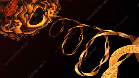 DNA molecule, animation - Stock Video Clip - K004/3300 - Science Photo ...