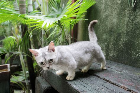 Guinness World Records Smallest Cat