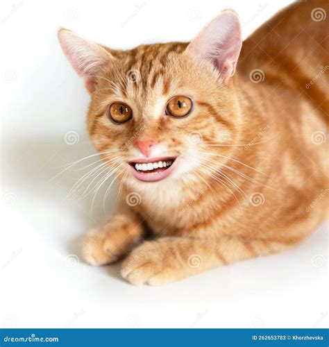 Funny Young Ginger Cat with Human Smile Looking at Camera and Happy ...