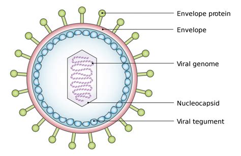 Introduction to Viruses – General Microbiology