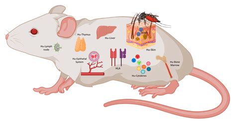 Humanized Mouse Model Market is expected to reach a USD 178.3 Million ...