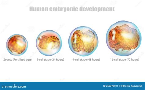 Embryology Embryogenesis Human Development And Stages