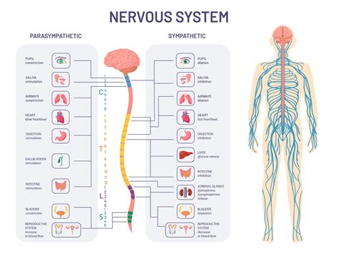 Autonomic Nervous System (ANS): What It Is and How It Works