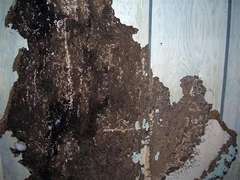 Termite Damage Signs - What Does They Look Like? (Pictures) | PestsGuide