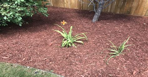 Mulch Guide: Types, Pro Tips and Where to Mulch