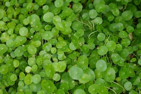 Hydrocotyle verticillata (Water Pennywort)