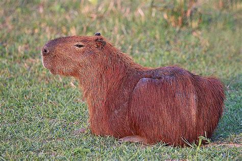 The Animals of the Amazon River Basin