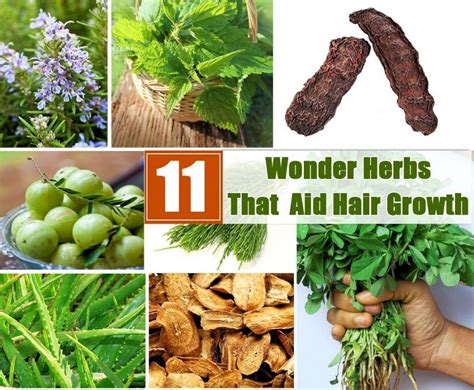 11 Wonder Herbs That Aid Hair Growth Natural Hair Loss Treatment ...