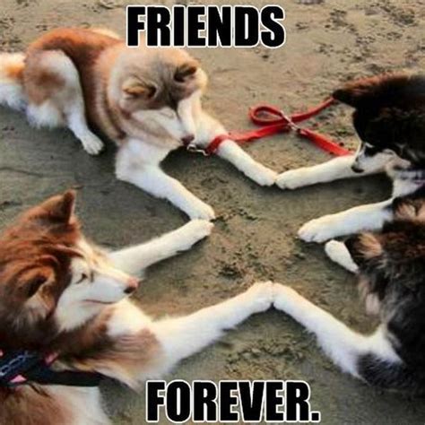 65 Best Funny Friend Memes to Celebrate Best Friends In Our Lives Funny ...