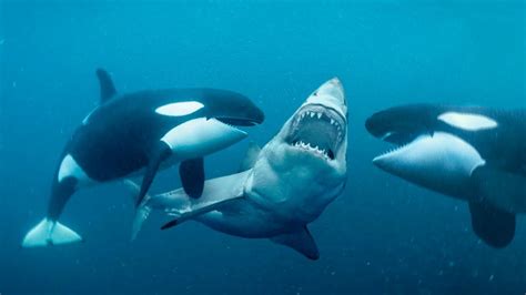 Great White Sharks vs Killer Whales — Wildlife Woods