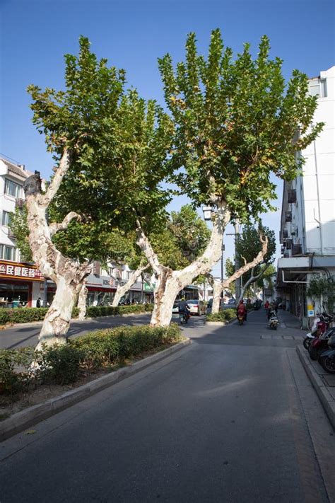 Wutong Trees in Baita East Road, Gusu District Suzhou Editorial Image ...