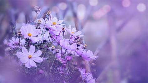 background nature Flower mexican aster. purple flowers. background blur ...