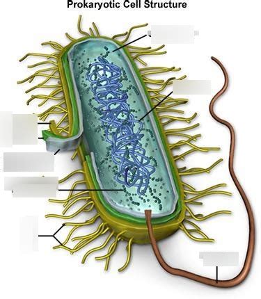 Biology-Kingdom Monera, Protista, Fungi Diagram | Quizlet