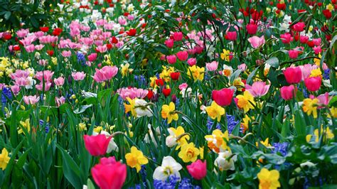 tulips, daffodils, flowers, meadow, beauty, spring, 4k HD Wallpaper