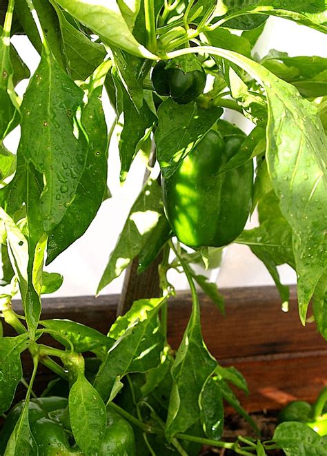 How To Grow Bell Peppers + 10 Bell Pepper Recipes- A Cultivated Nest