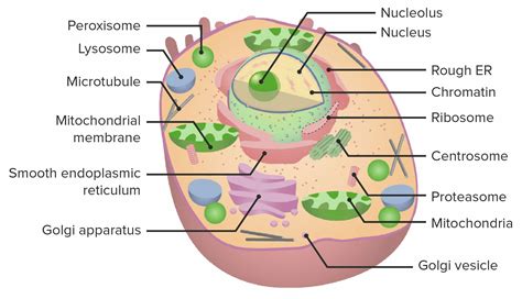 18+ the largest organelle in plants is the - AntheaAislinn